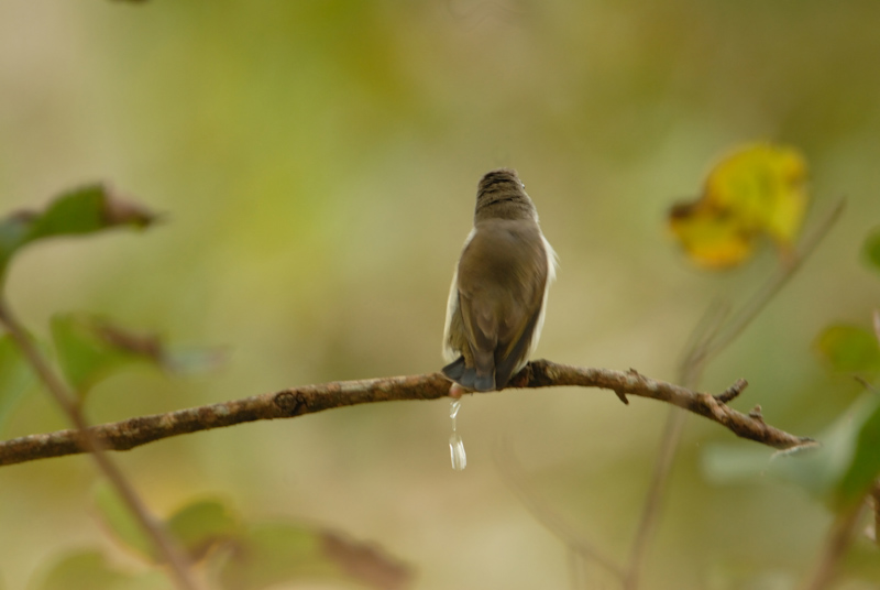 Seed dispersal 3
