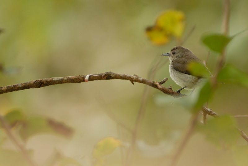 Seed dispersal 4
