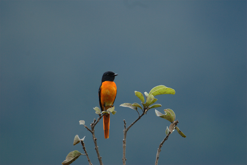 Scarlet Minivet
