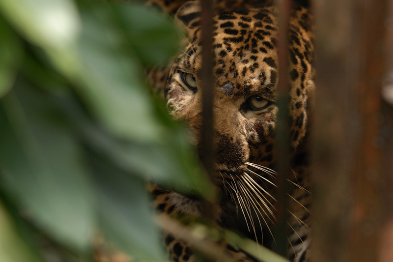 Trapped leopard
