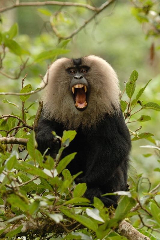 Lion-tailed macaque - Threat

