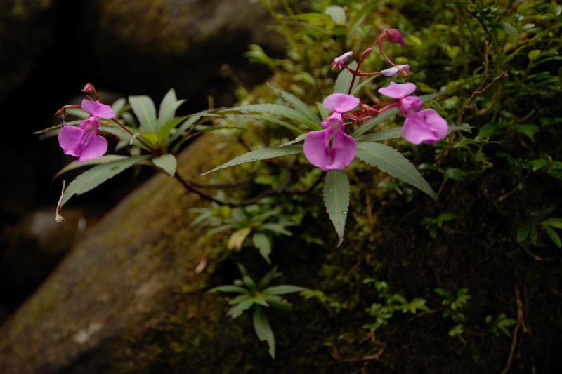 Impatiens thangachee
