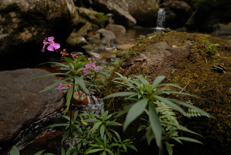 Impatiens thangachee
