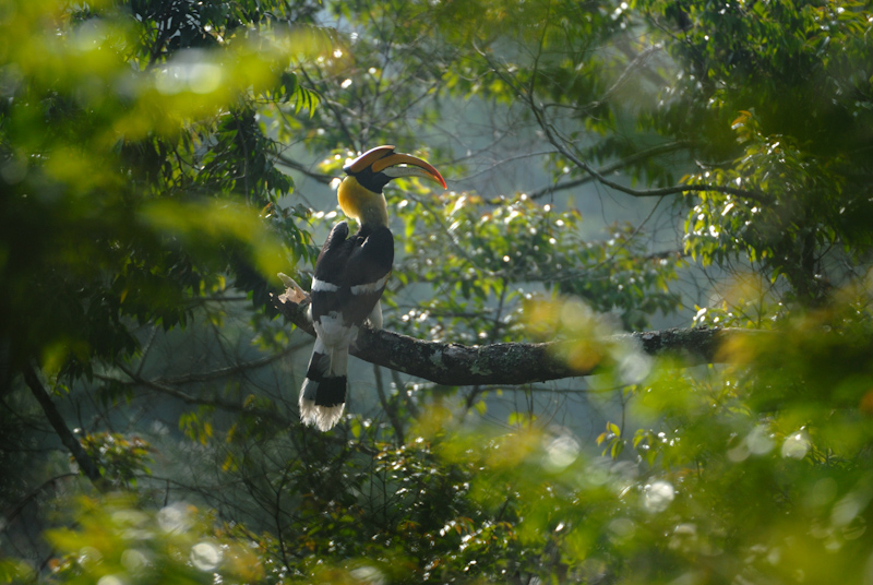 Great Hornbill
