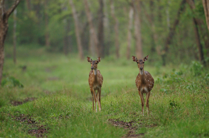 Spotted Deer
