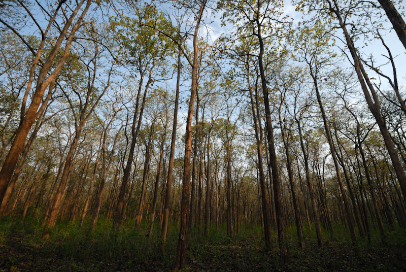 Deciduous Forests
