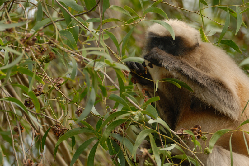 Langur and Acacia
