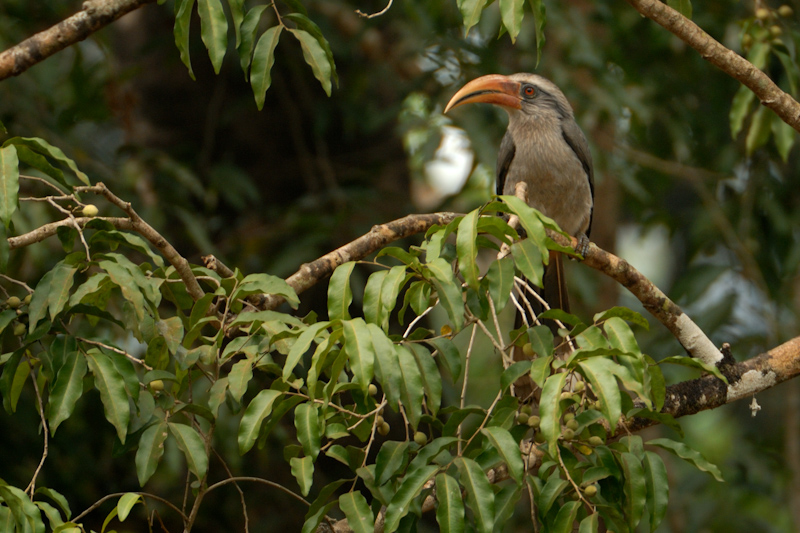 Malabar Grey Hornbill
