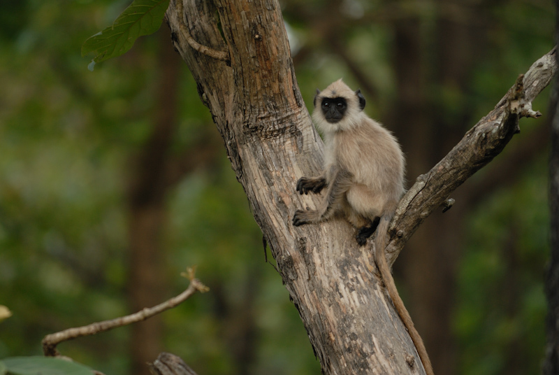 Indian Grey Langur
