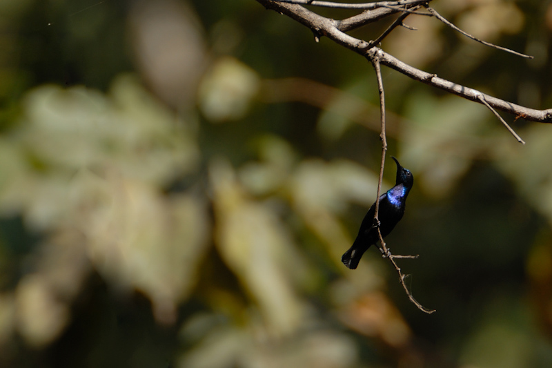 Purple Sunbird
