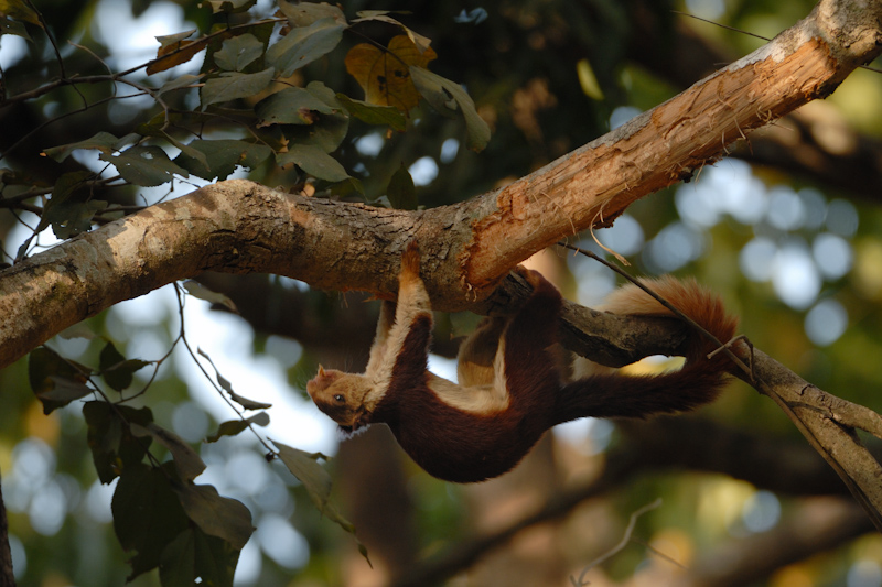 Indian Giant Squirrel
