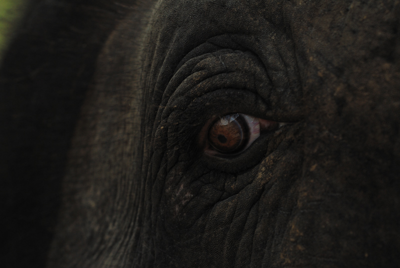 Elephant eye
