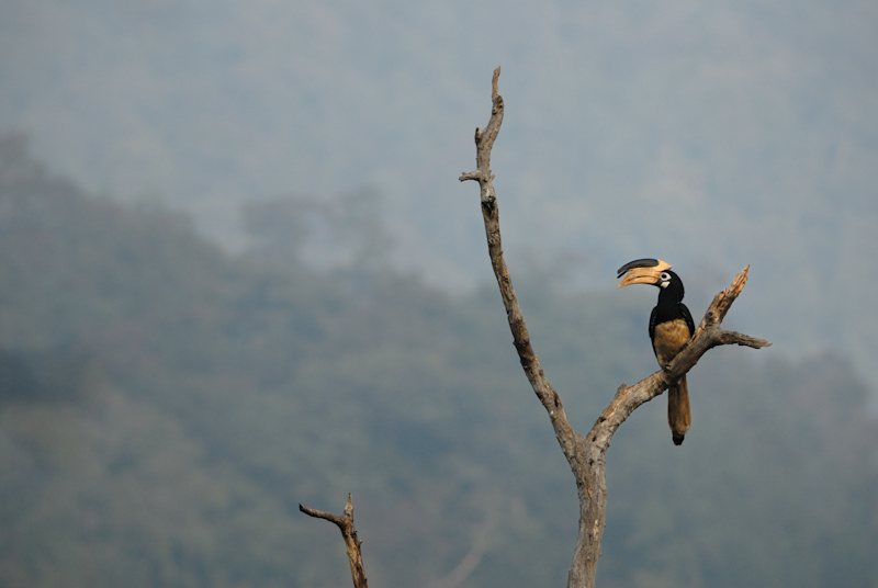 Malabar Pied Hornbill
