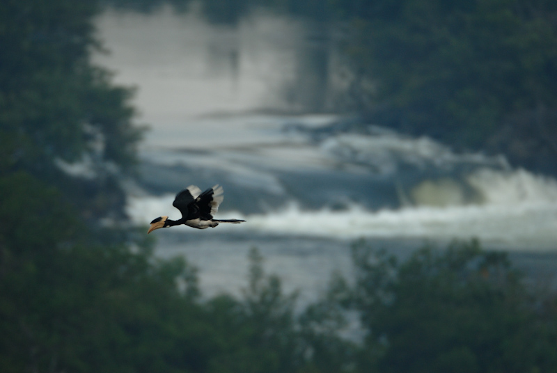 Malabar Pied Hornbill
