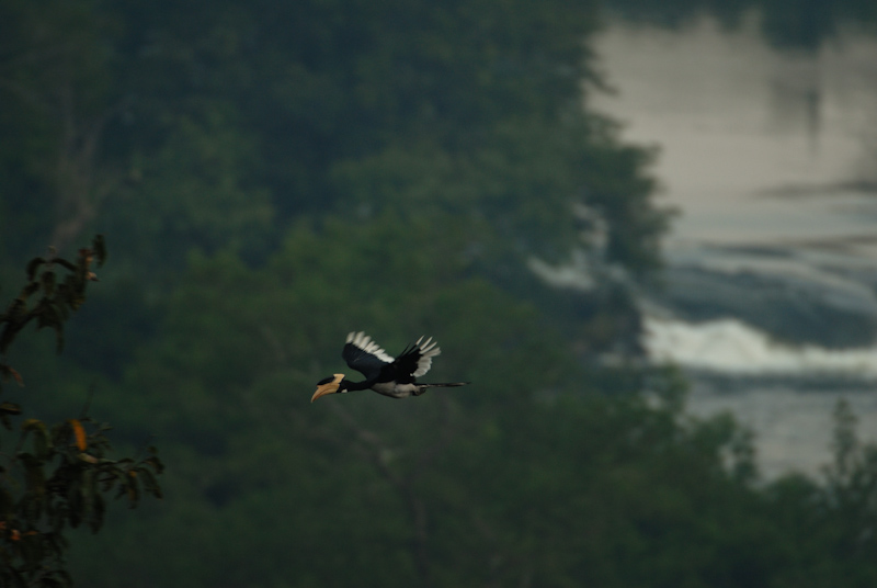 Malabar Pied Hornbill
