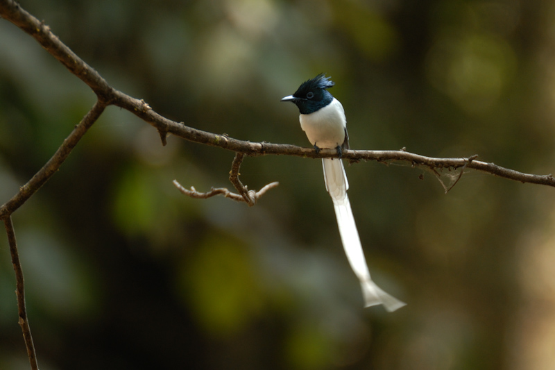 Paradise Flycatcher
