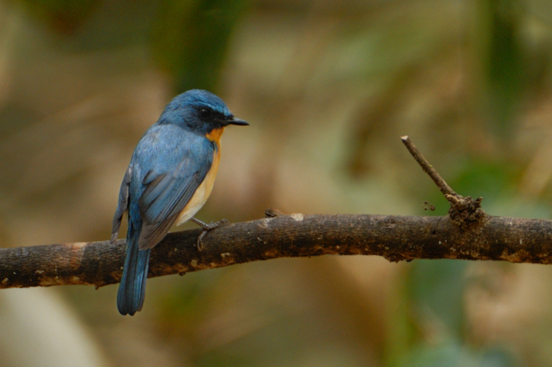 Tickell's Blue Flycatcher
