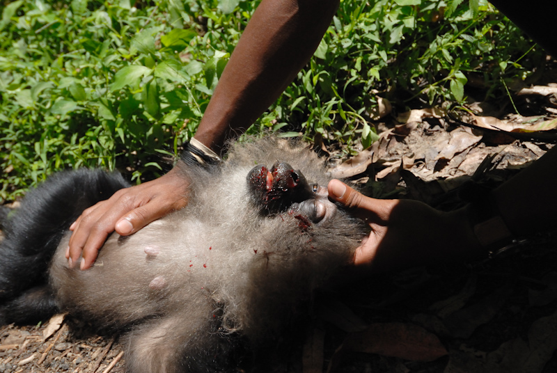 Lion-tailed Macaque  - Roadkill
