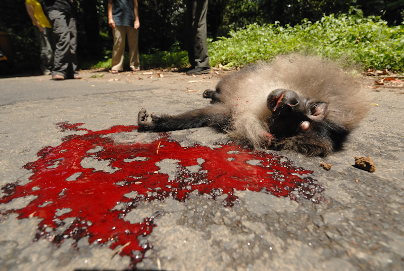 Lion-tailed Macaque  - Roadkill
