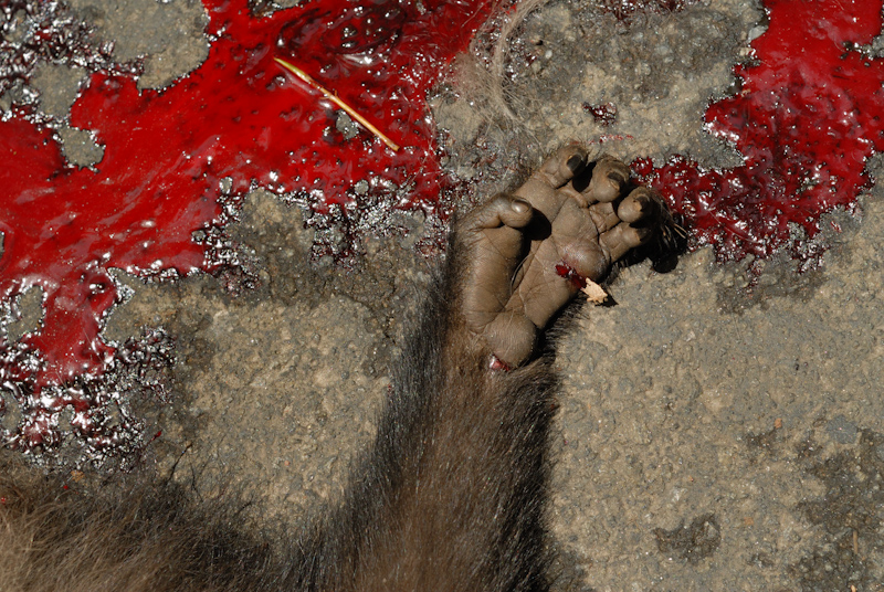 Lion-tailed Macaque  - Roadkill
