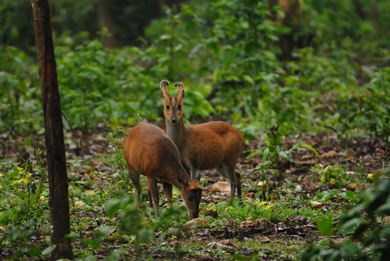 Barking Deer - Pair
