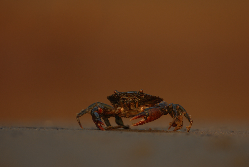 Mangrove Crab
