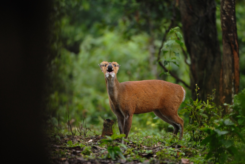 Barking Deer - Alarm
