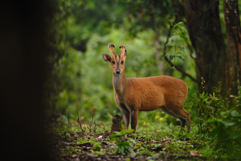 Barking Deer - Male
