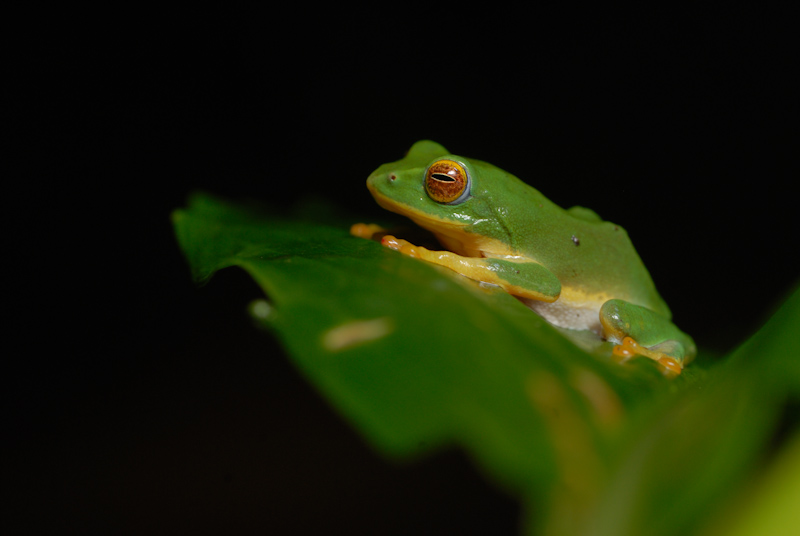 Pretty Bush Frog
