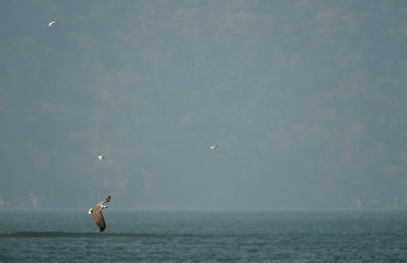 White-bellied Sea Eagle
