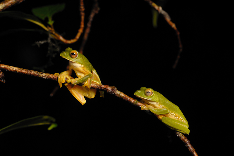 Rhacophorus pseudomalabaricus
