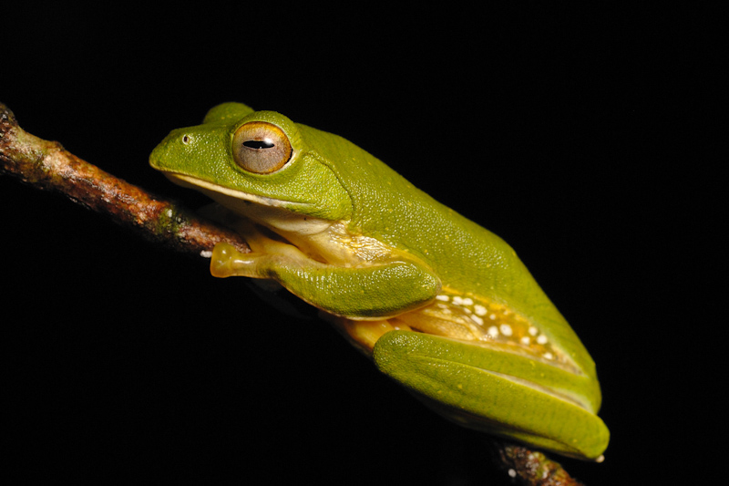 Rhacophorus pseudomalabaricus
