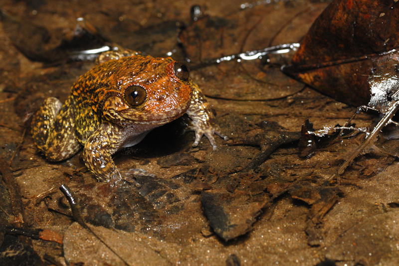 Nyctibatrachus karnatakaensis
