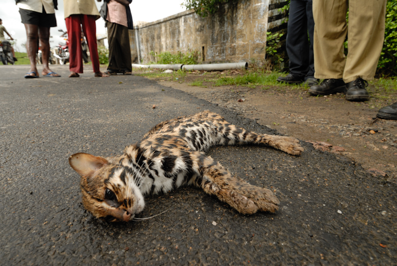 Leopard Cat
