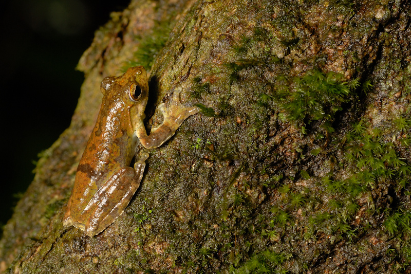 Rhacophorus calcadensis
