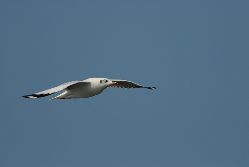 Brown-headed Gull
