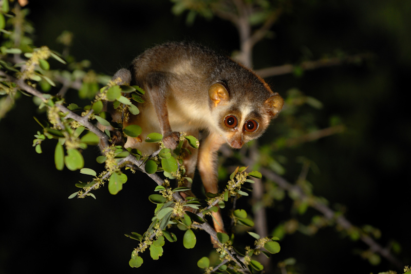 Slender Loris
