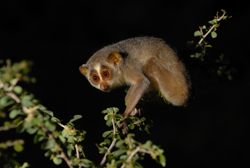 Slender Loris
