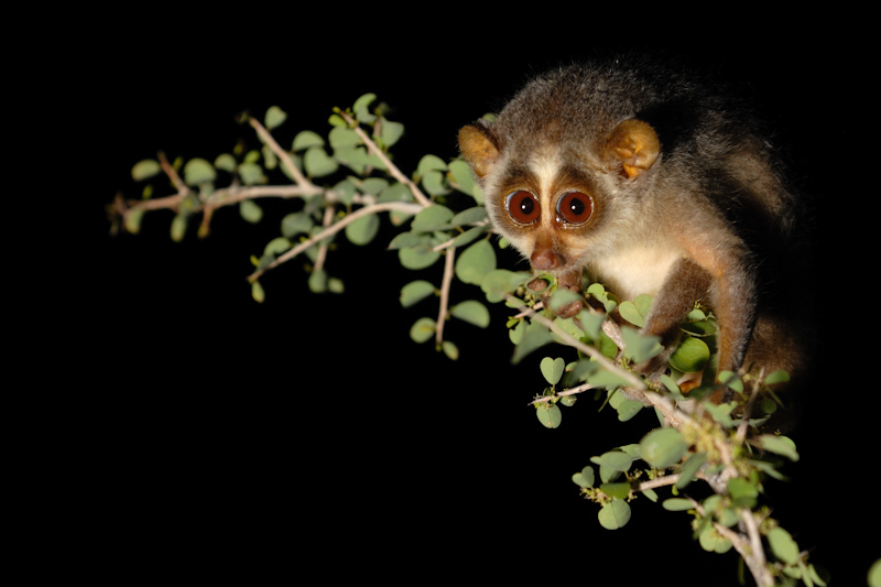 Slender Loris
