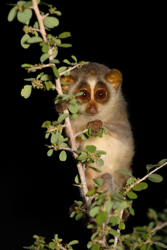 Slender Loris
