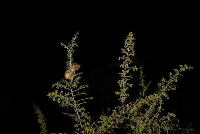 Slender Loris
