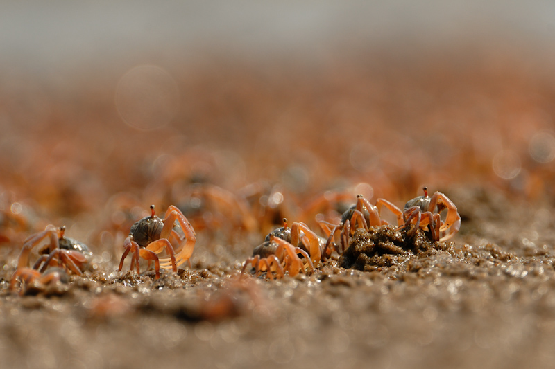 Soldier Crabs
