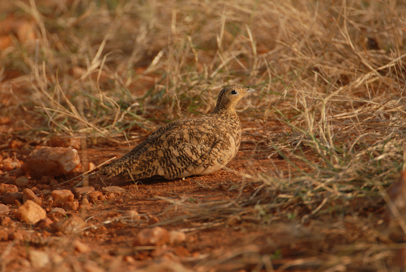 Chestnut-bellied Sandgrouse
