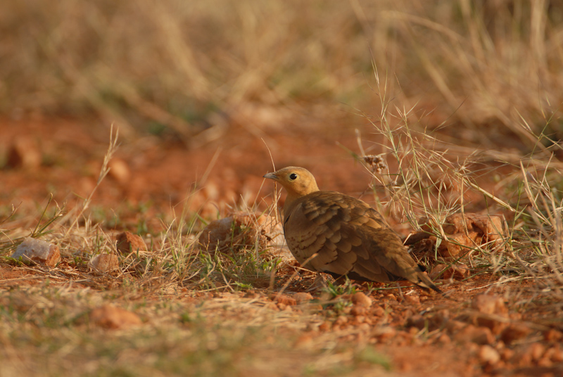 Chestnut-bellied Sandgrouse 
