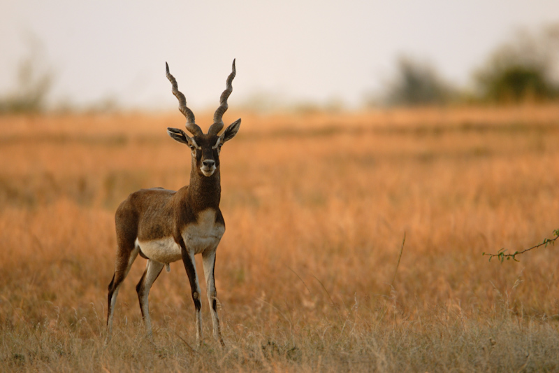 Black Buck
