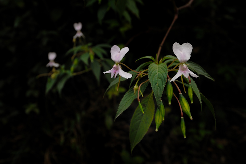 Impatiens macrocarpa
