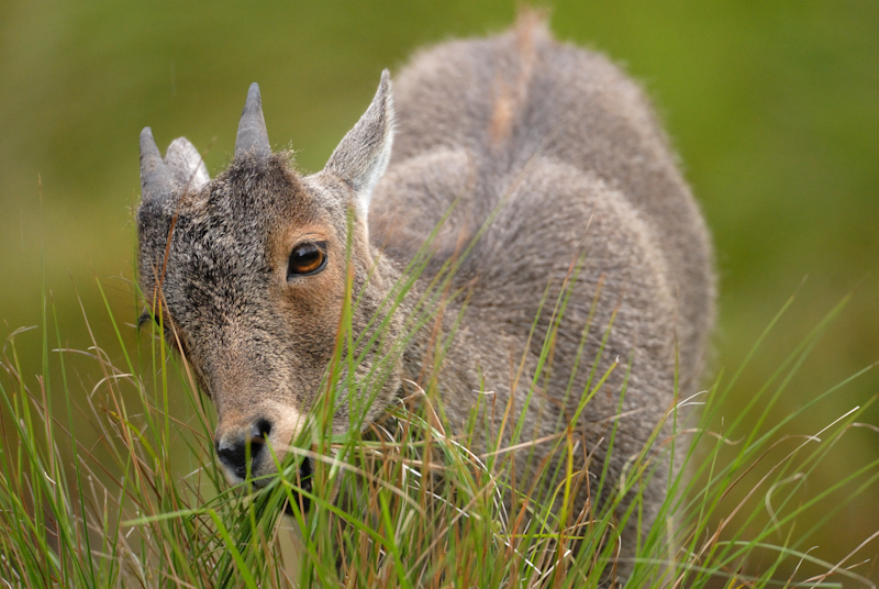 Nilgiri Tahr - Young
