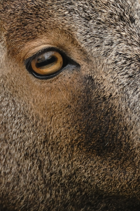 Nilgiri Tahr
