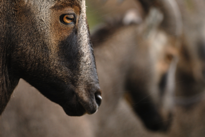 Nilgiri Tahr
