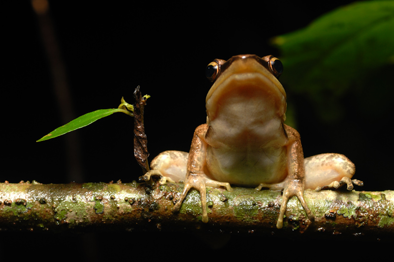 Hylarana temporalis
